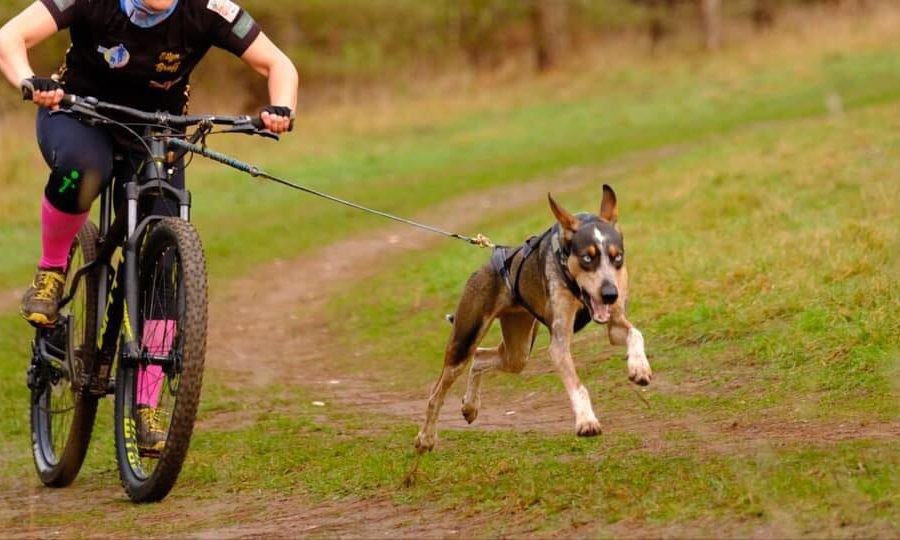 Pros y contras de hacer ciclismo o bikejoring con tu mascota 